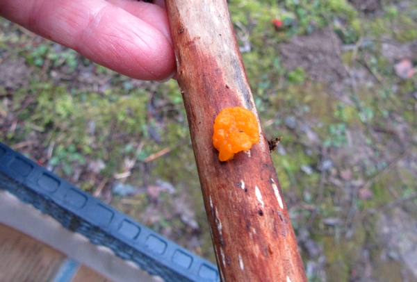Une belle sortie de la Société Mycologique au bord de l'étang de Marcenay, à la recherche de pézizes et autres beaux champignons