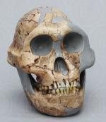 Prémices de l'Humanité en Afrique