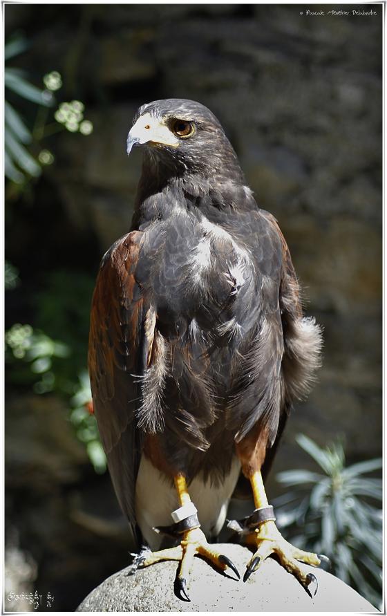 Buse de Harris - Parabuteo unicinctus - Harris's Hawk