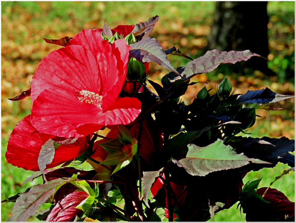 ENCORE ...Hibiscus géant rouge