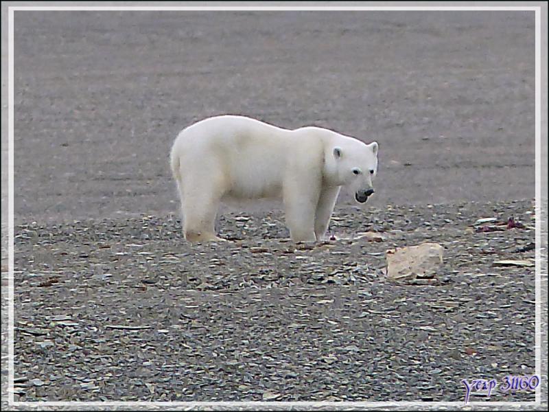 Vers 14 heures, enfin je pars en Zodiac vers l'ours, il n'a pas bougé d'un poil et mange toujours (Polar bear) - Creswell Bay - Somerset Island - Nunavut - Canada