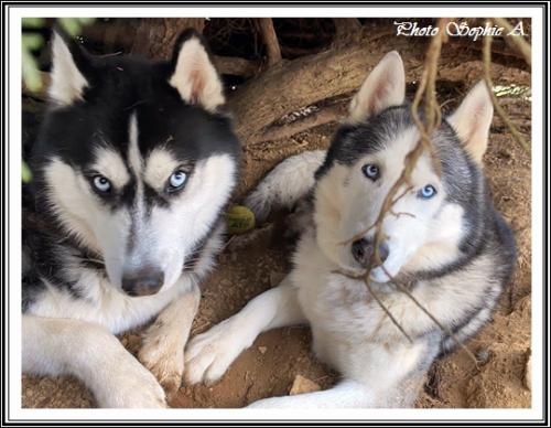 Ilouky (9,5 ans) et Brasko
