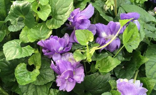 Fleurs cultivées ; Violette de Parme