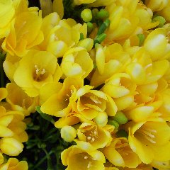 Les défis d'Ambre ... !!!