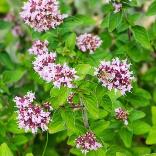 Fleurs cultivées : Marjolaine