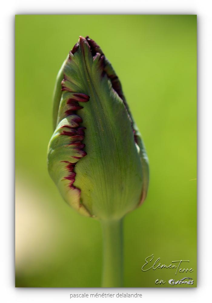 Tulipe Perroquet Black Parrot