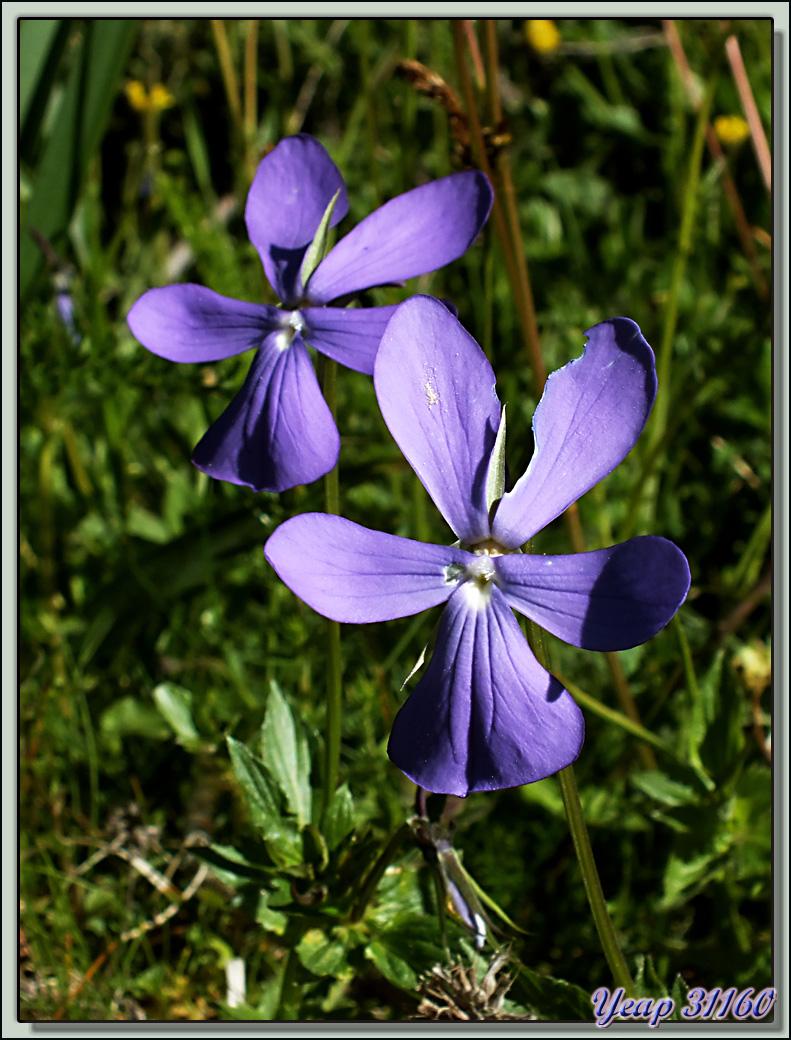 Pensée à corne ou pensée cornue (Viola Cornuta) - Varrados - Val d'Aran - Catalogne - Espagne  (Flore)