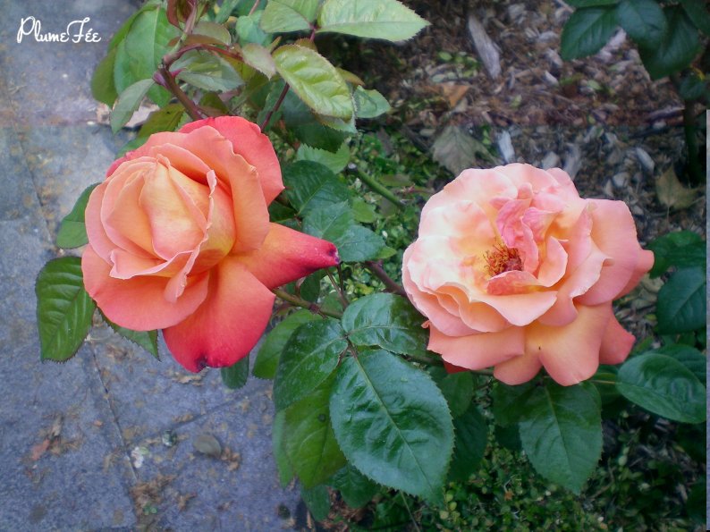 Image008.jpg