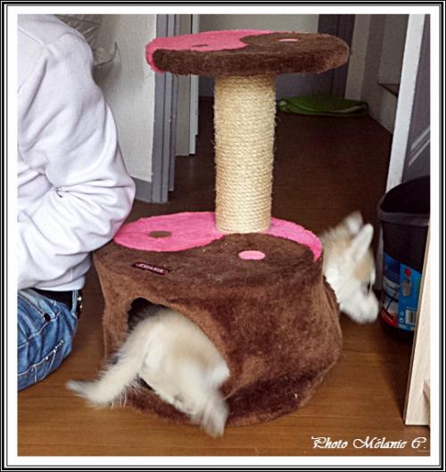 Les jouets de vos Huskys (26 avril 2014)