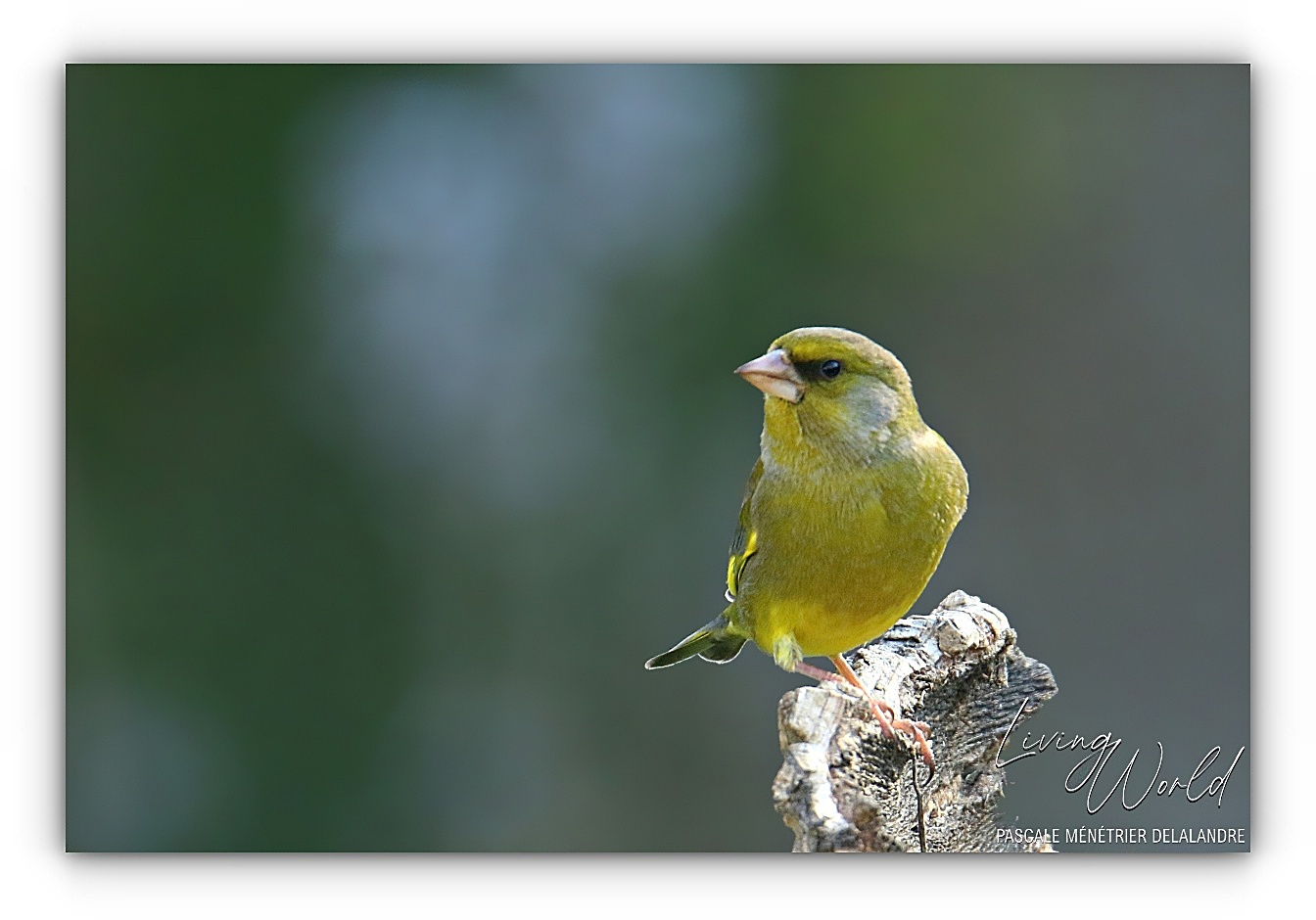 Verdier d'Europe ♂