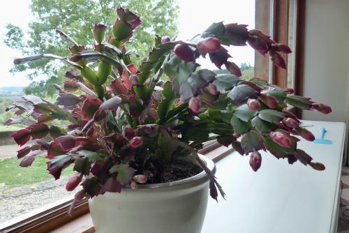 Bourgeons :