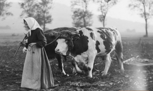 1914-1918: la vie à l'arrière