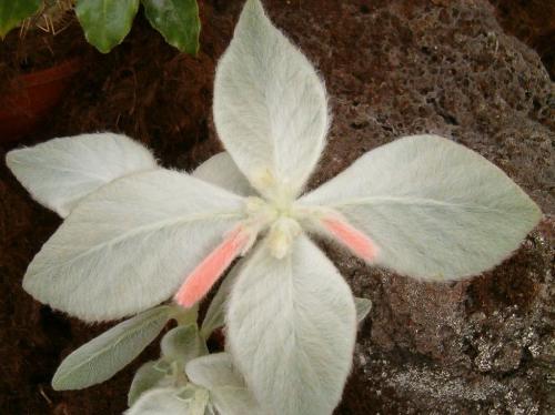 Fleurs cultivées :  Sinningia leucotricha 