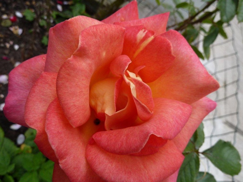 La vie en "roses" ...