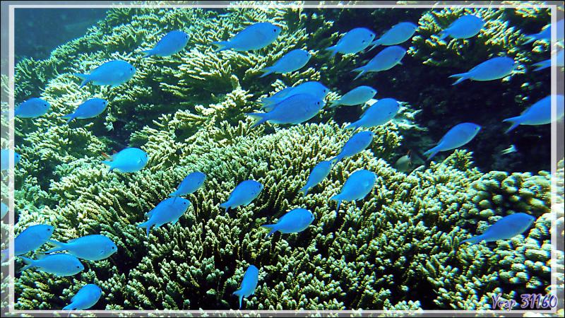 Chromis à zone axillaire noire ou Demoiselle à tache noire, Black-axil chromis (Chromis atripectoralis) - Tumakohua (passe sud) - Atoll de Fakarava - Tuamotu - Polynésie française