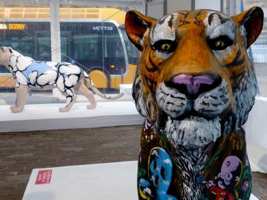 Metz / Dix tigres dans la ville - Zoo d'Amnéville...