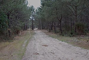 foret1