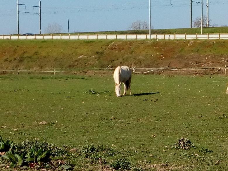 des chevaux en pleine nature