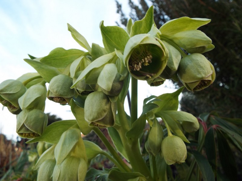 On l'appelle "fétide" ... cette plante ..