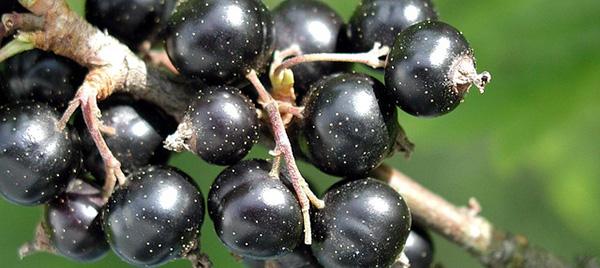 cassis-fruit-aliments-riches-en-fer-03