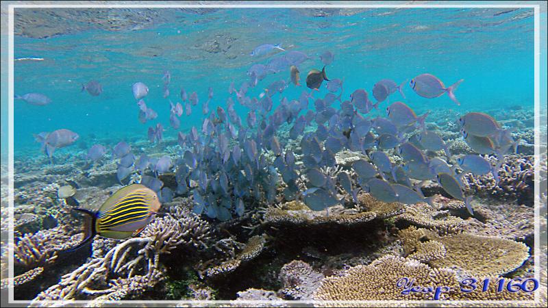 Banc de Poissons lapins argentés ou picots gris ou sigans vermiculés (Siganus argenteus) avec Chirurgiens clowns - Athuruga - Atoll d'Ari - Maldives