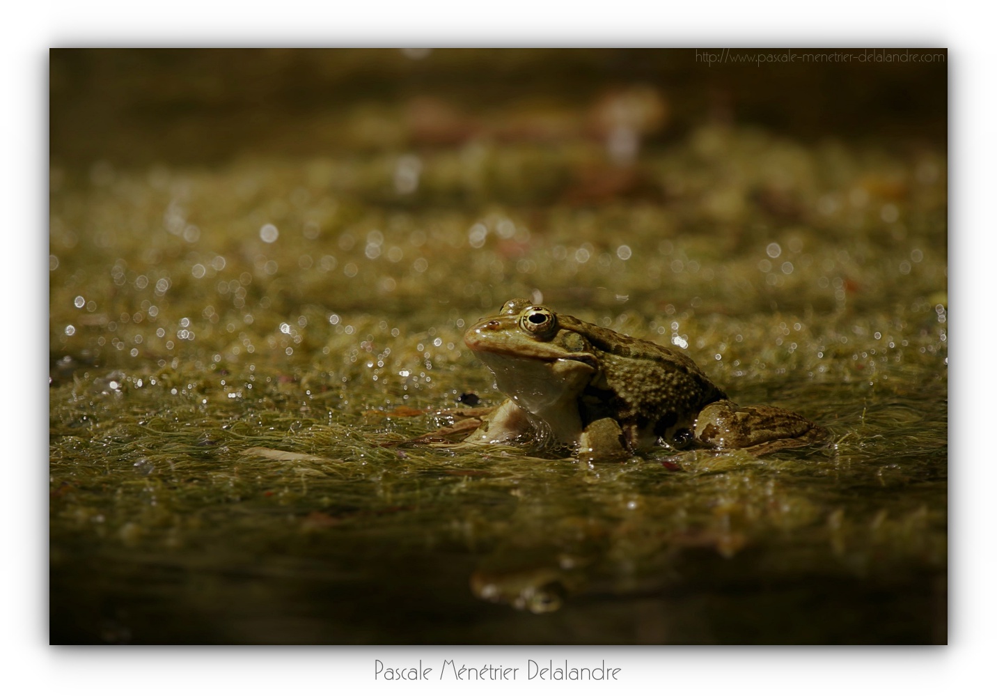 Grenouille rieuse - Pélophylax ridibundus