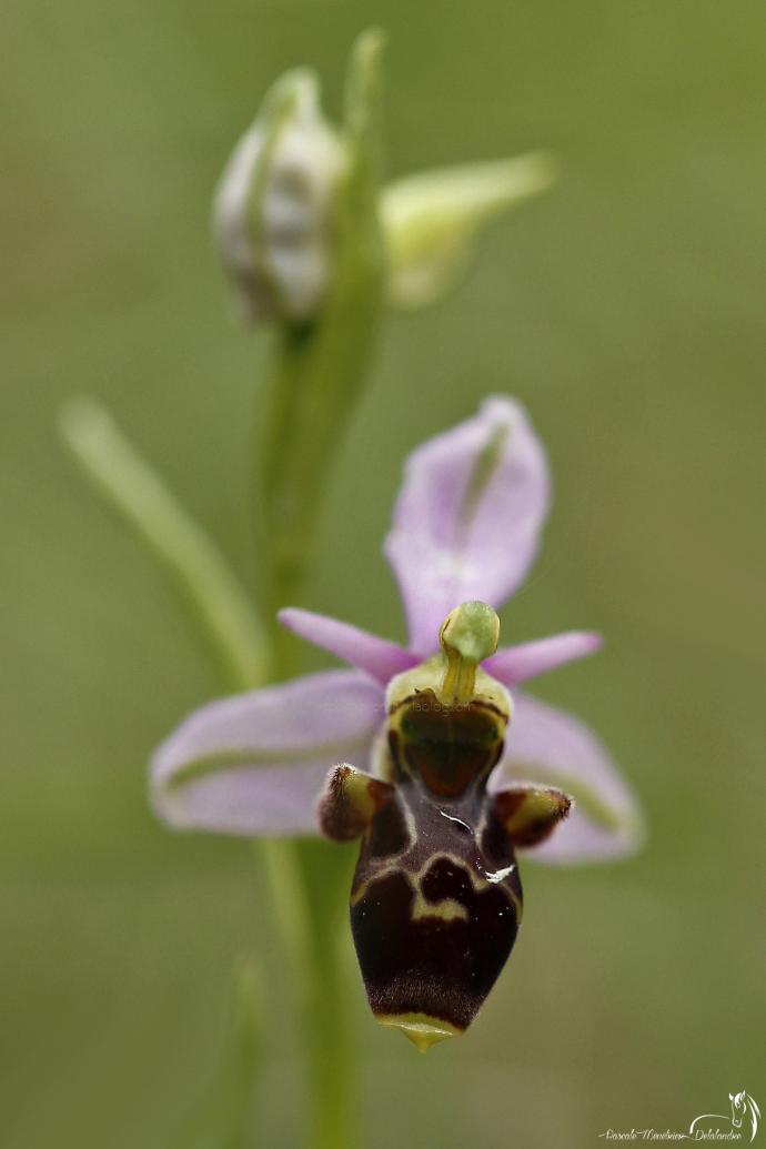 Ophrys bécasse
