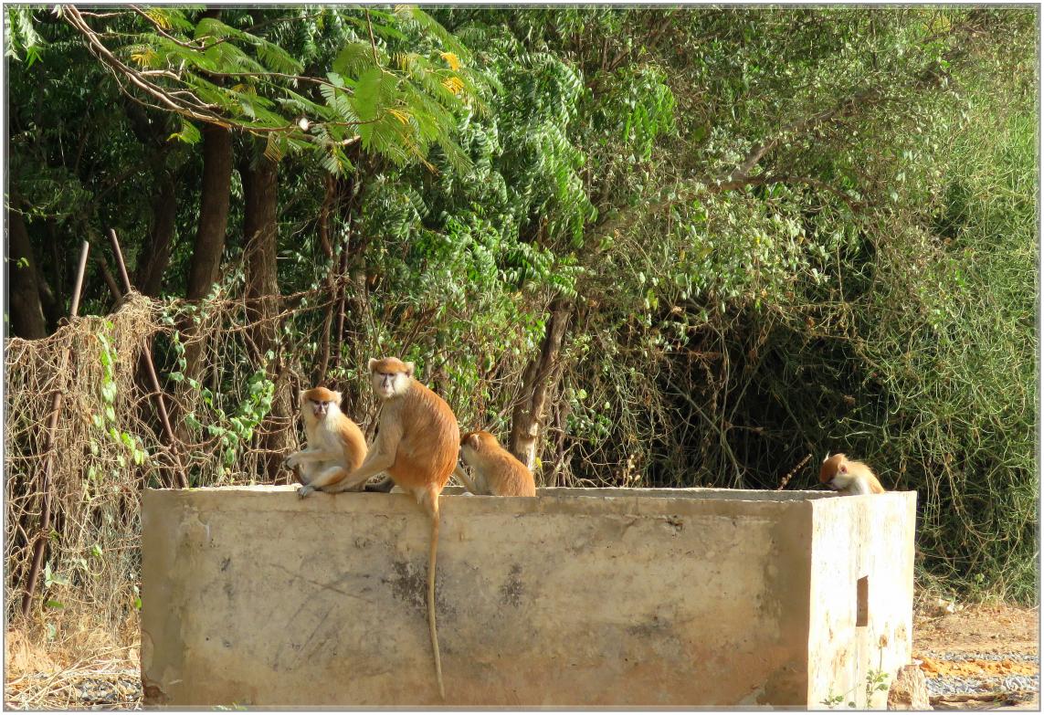 BOUJOUR  LES  SINGES  nov2023
