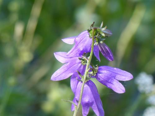Tête de Louis XVI (Méolans-Revel - Ubaye)