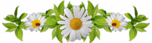 Fleurs cultivées : Nénuphar