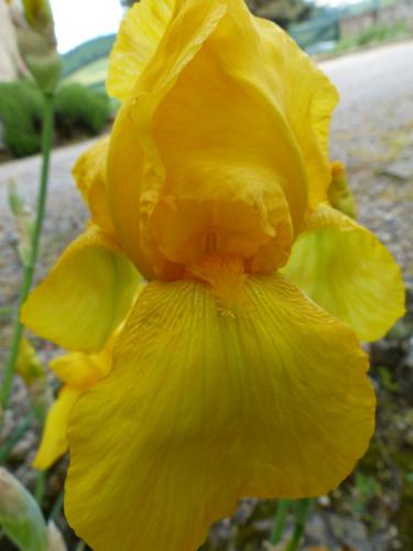 Iris :