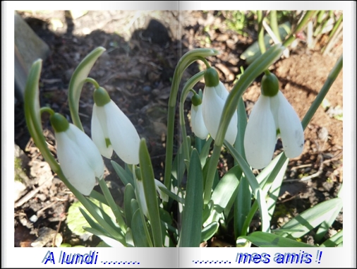 perce neige 