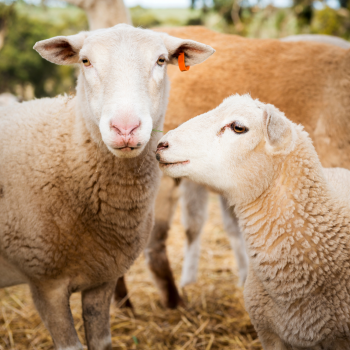 Les besoins des moutons lors des fortes chaleurs