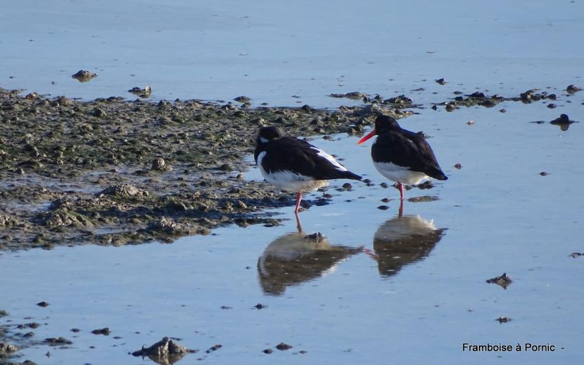 Oiseaux du littoral la Bernerie en retz 2022