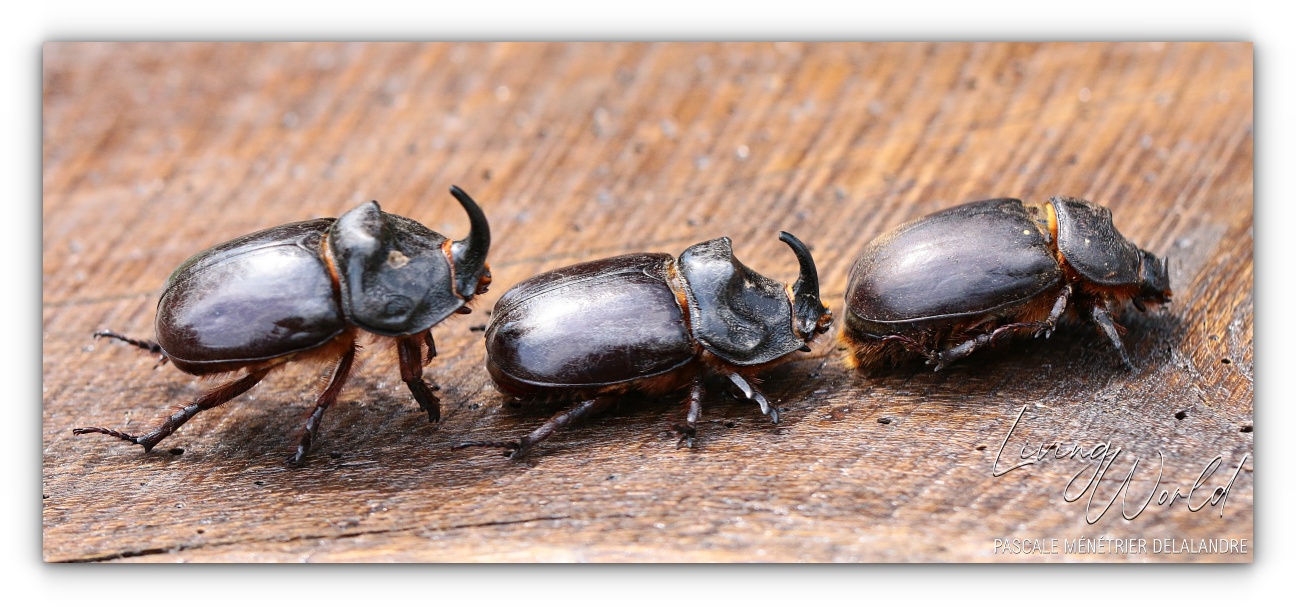 Scarabée Rhinocéros