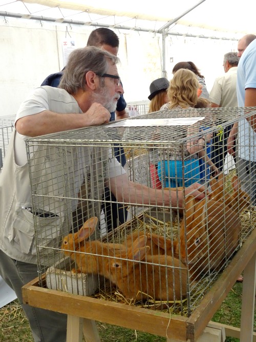 Les journées Châtillonnaises : producteurs locaux, associations, commerces, spectacles...