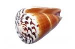Recup coduillage de mer