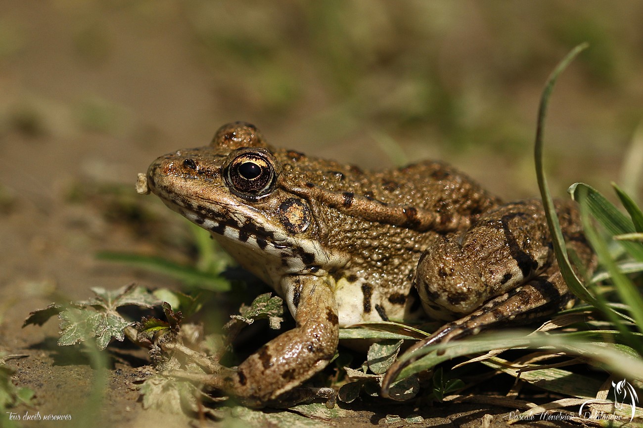  Grenouille rieuse -  Pelophylax ridibundus