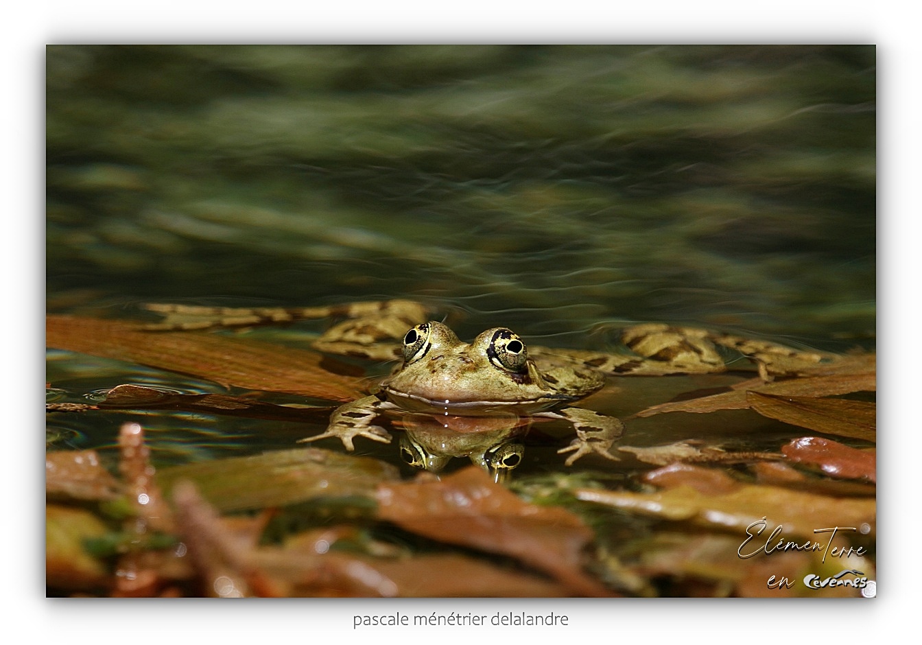 Grenouilles rieuses