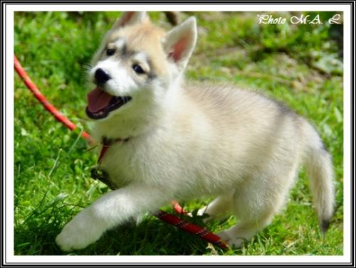 Lucky (2,5 mois)
