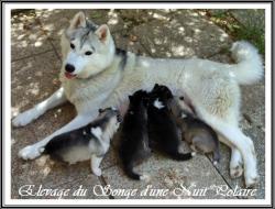Portée de Nouchka