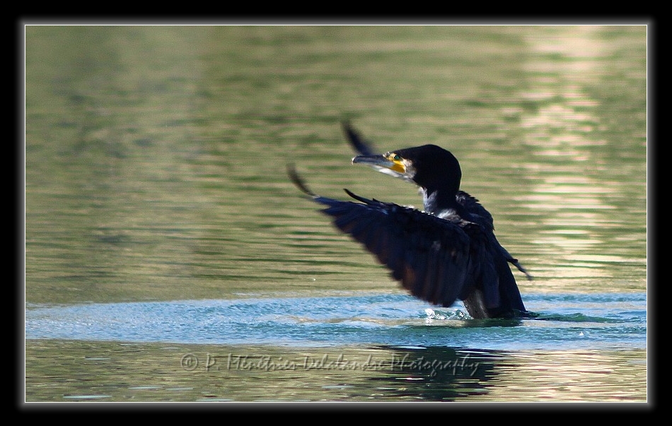 Décollage laborieux d'un Cormoran...