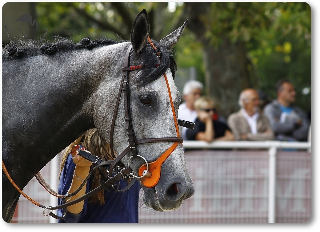 Portrait de Pur sang Anglais (Hippodrome des Courbiers de Nîmes)