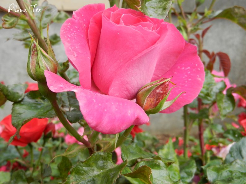 Image004.jpg