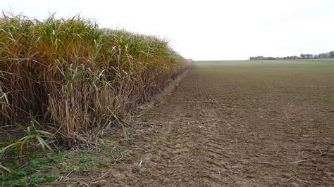 Lutte contre l'érosion des sols grâce à la conduite en bandes de miscanthus