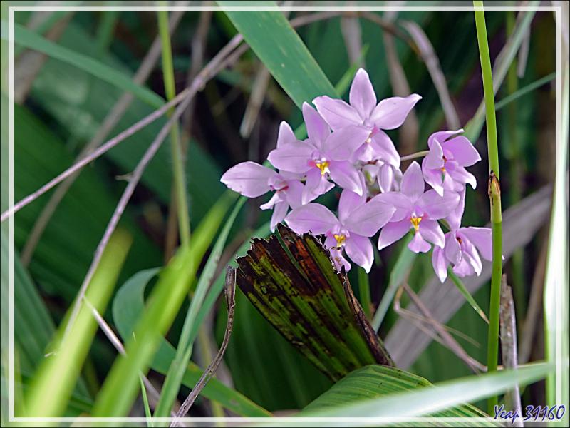 Débarquement à l'île Fergusson, puis, accompagnés par des guides locaux, direction de la source d'eau chaude de Deidei, avec ses fumées et ses geysers - Papouasie Nouvelle-Guinée