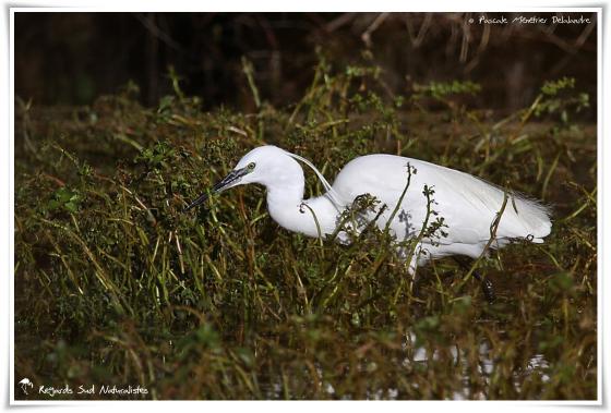 Aigrette garzette