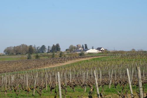 Saint Aubin de Luigné (fin du circuit)