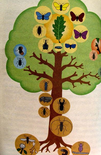 "Les insectes", une conférence passionnante de Jean Ponsignon, à Aignay le Duc