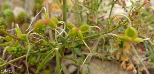 Clematis flammula  -  clématite brûlante